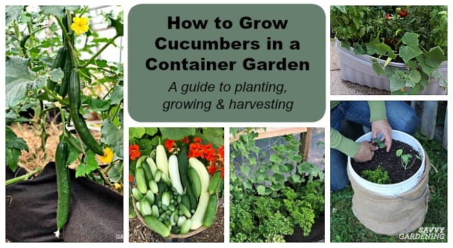A Comprehensive Guide to Growing Cucumbers in Grow Bags A Comprehensive Guide to Growing Cucumbers in Grow Bags