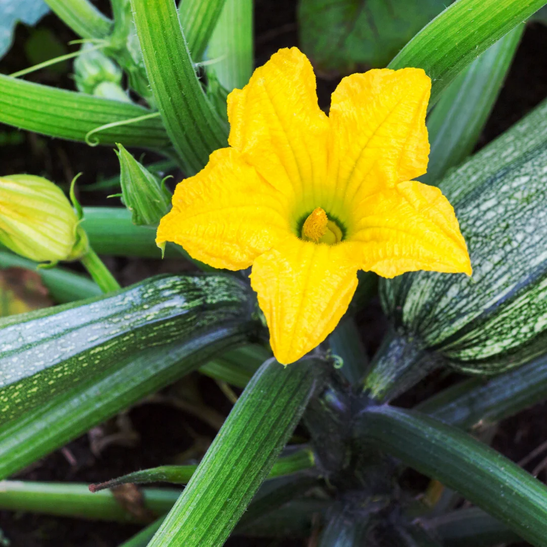 A Comprehensive Guide to Growing Zucchini from Seed