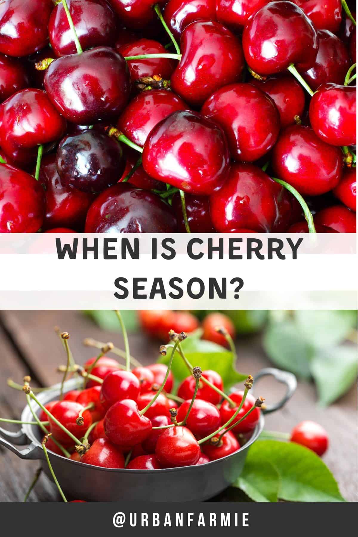 A Guide to Cherry Season