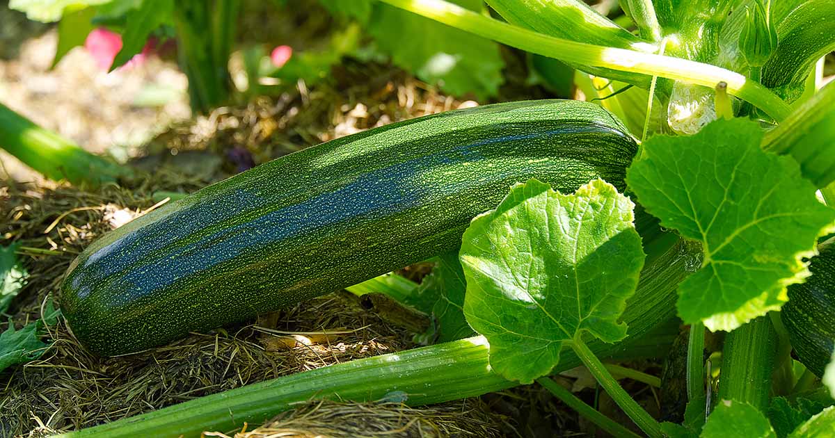 A Guide to Fertilizing Zucchini Plants A Guide to Fertilizing Zucchini Plants