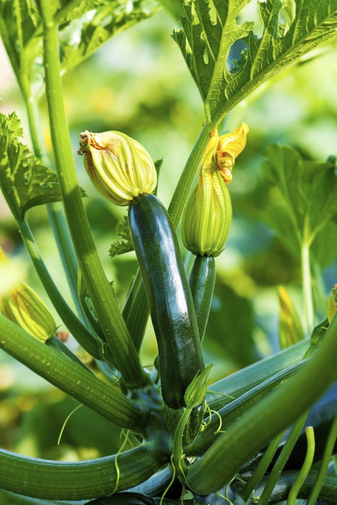 A Guide to Fertilizing Zucchini Plants A Guide to Fertilizing Zucchini Plants