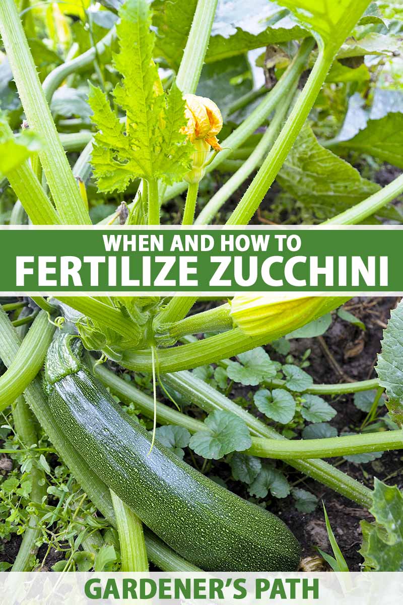 A Guide to Fertilizing Zucchini Plants A Guide to Fertilizing Zucchini Plants