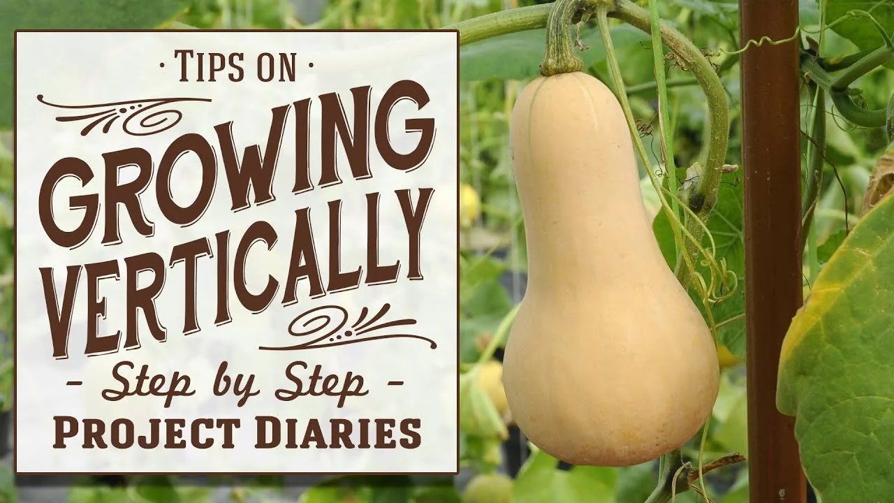 A Guide to Growing Butternut Squash Vertically