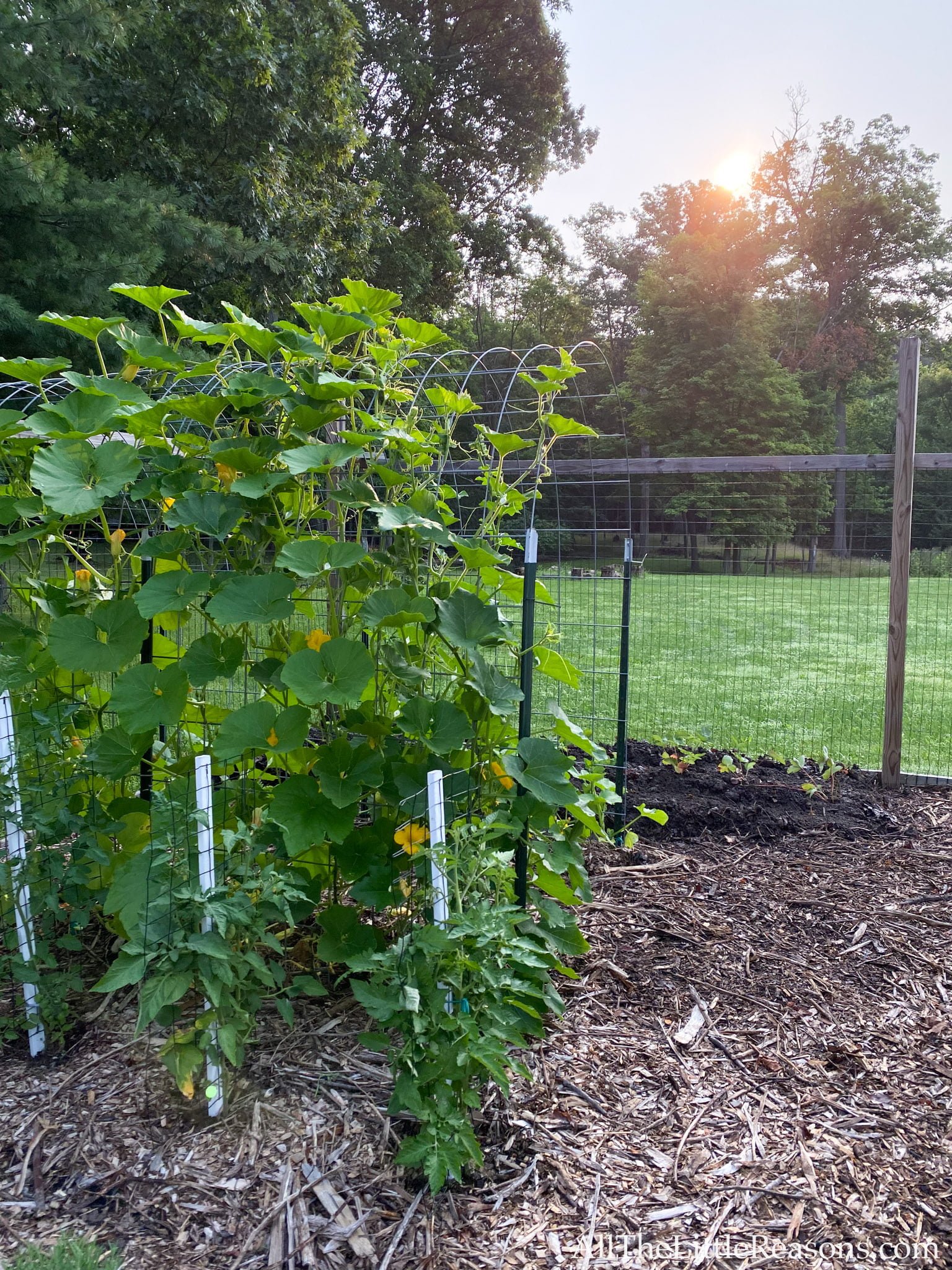 A Guide to Growing Butternut Squash Vertically