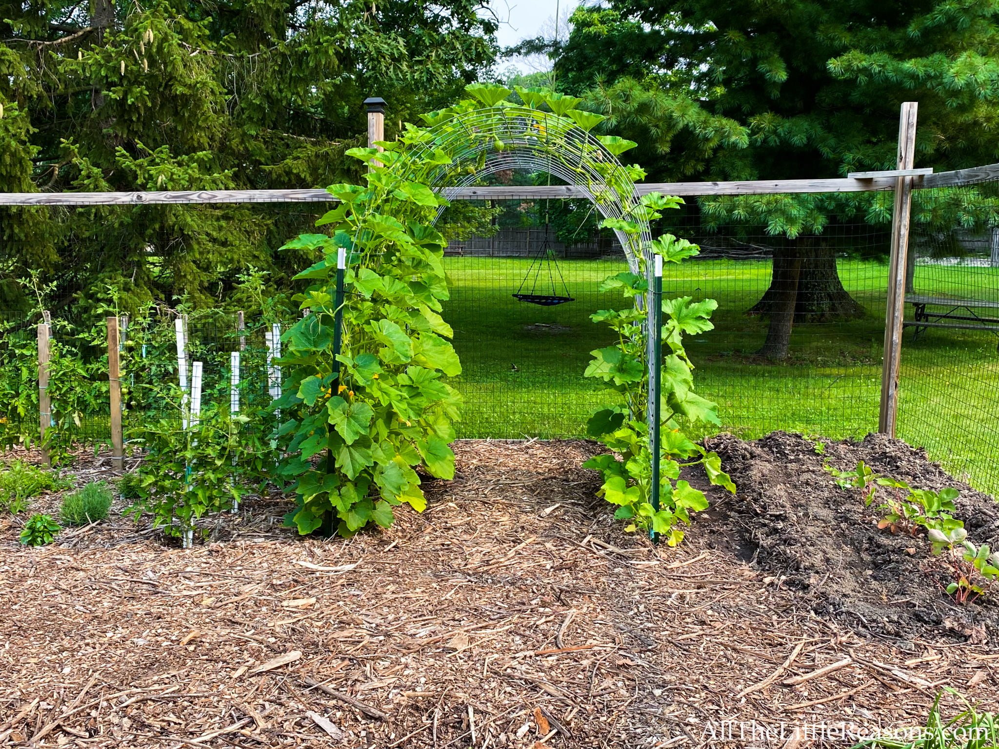 A Guide to Growing Butternut Squash Vertically