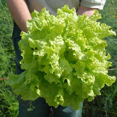 A Guide to Harvesting Black Seeded Simpson Lettuce