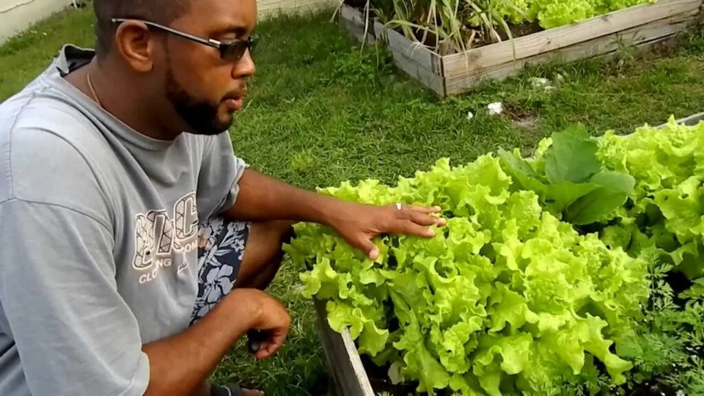 A Guide to Harvesting Black Seeded Simpson Lettuce