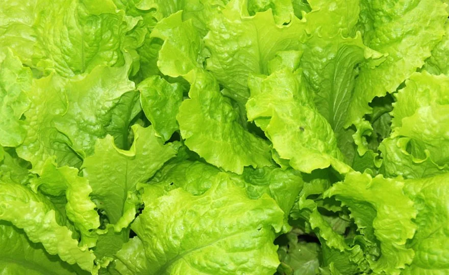 A Guide to Harvesting Black Seeded Simpson Lettuce