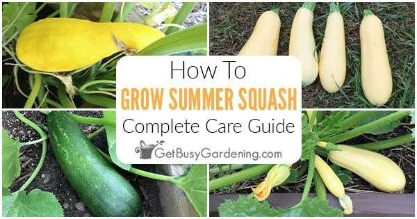 A Guide to Harvesting Yellow Squash