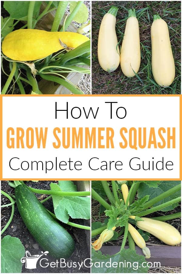 A Guide to Harvesting Yellow Squash A Guide to Harvesting Yellow Squash