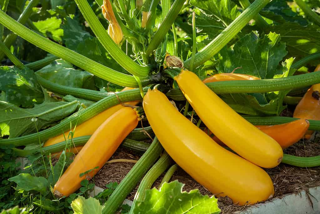 A Guide to Harvesting Yellow Squash A Guide to Harvesting Yellow Squash