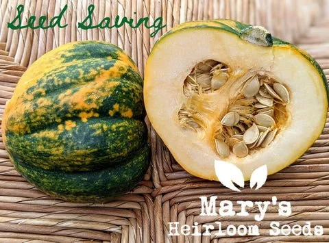 A Guide to Saving Seeds from Butternut Squash