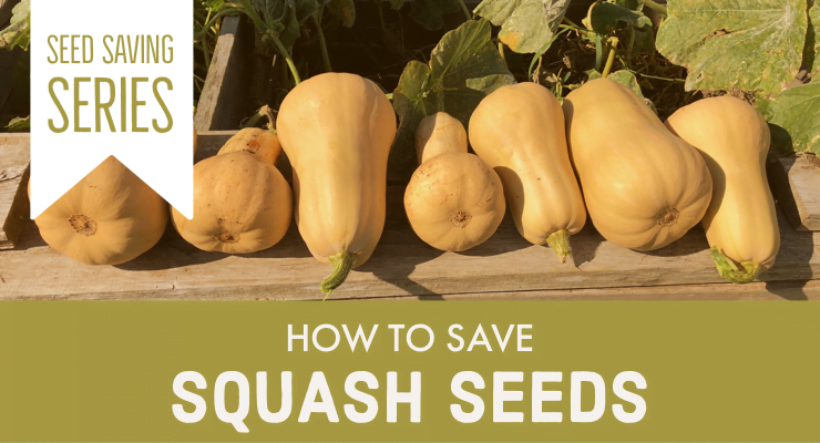 A Guide to Saving Seeds from Butternut Squash
