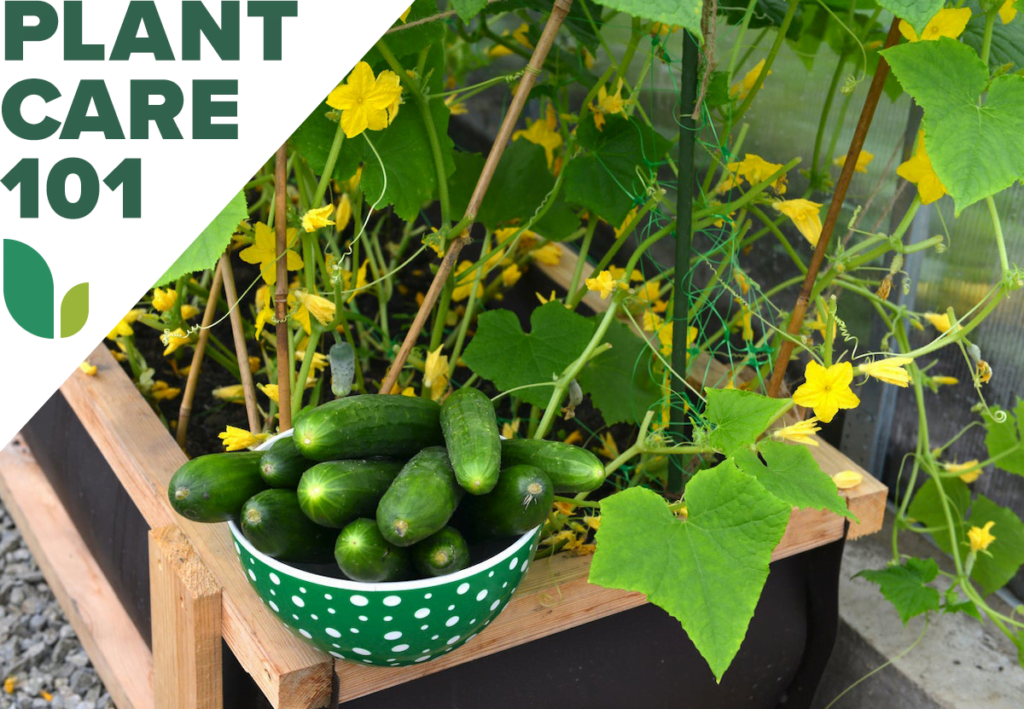 A Guide to Transplanting Cucumbers A Guide to Transplanting Cucumbers