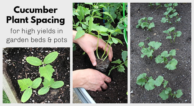 A Guide to Transplanting Cucumbers A Guide to Transplanting Cucumbers