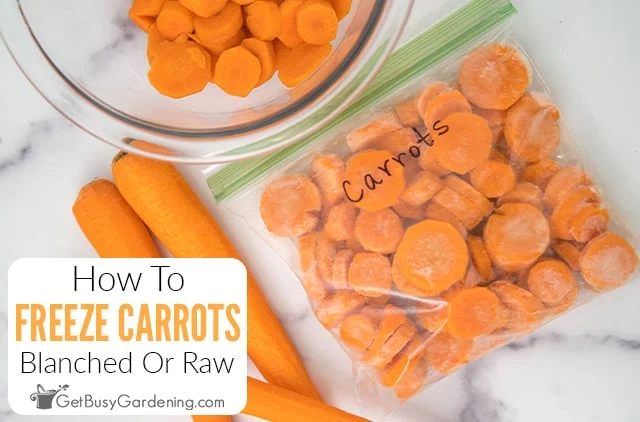 A Step-by-Step Guide on Freezing and Drying Carrots