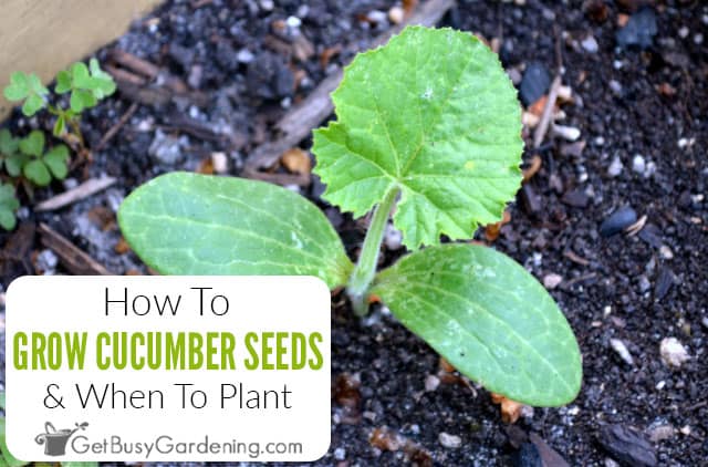 A Step-by-Step Guide on How to Transplant Cucumbers A Step-by-Step Guide on How to Transplant Cucumbers