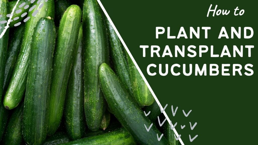 A Step-by-Step Guide on How to Transplant Cucumbers A Step-by-Step Guide on How to Transplant Cucumbers