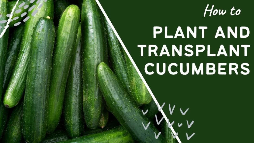 A Step-by-Step Guide on How to Transplant Cucumbers
