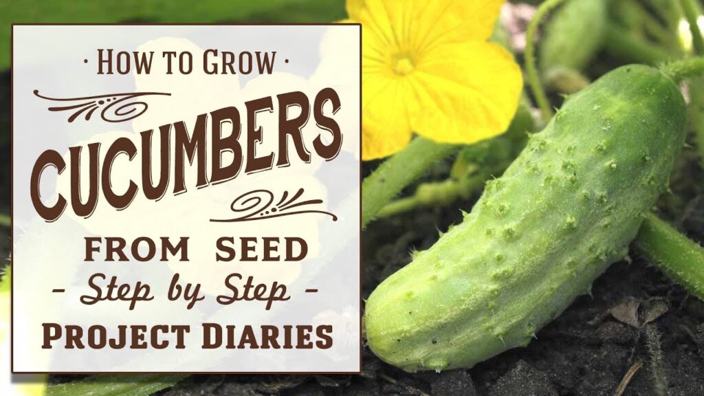 A Step-by-Step Guide on How to Transplant Cucumbers A Step-by-Step Guide on How to Transplant Cucumbers