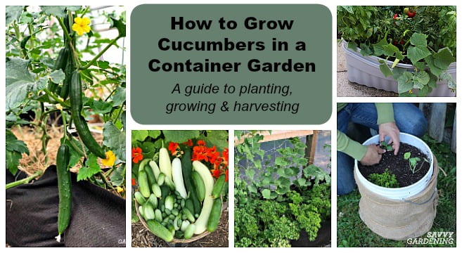 A Step-by-Step Guide on How to Transplant Cucumbers A Step-by-Step Guide on How to Transplant Cucumbers