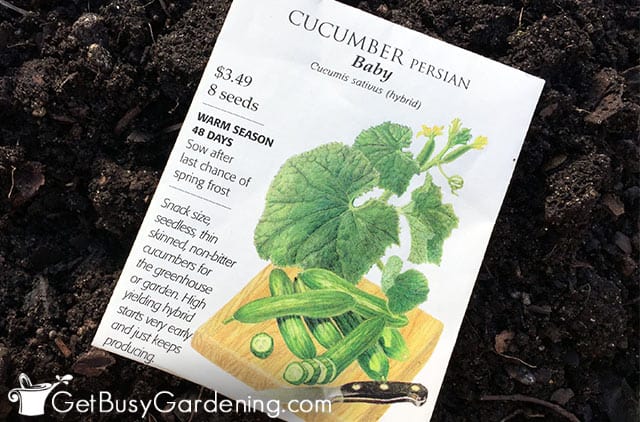 A Step-by-Step Guide on How to Transplant Cucumbers A Step-by-Step Guide on How to Transplant Cucumbers
