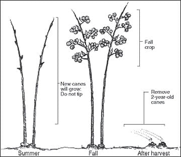 A Step-by-Step Guide to Pruning Blackberries A Step-by-Step Guide to Pruning Blackberries