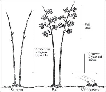 A Step-by-Step Guide to Pruning Blackberries