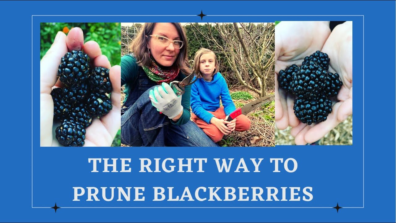 A Step-by-Step Guide to Pruning Blackberries A Step-by-Step Guide to Pruning Blackberries