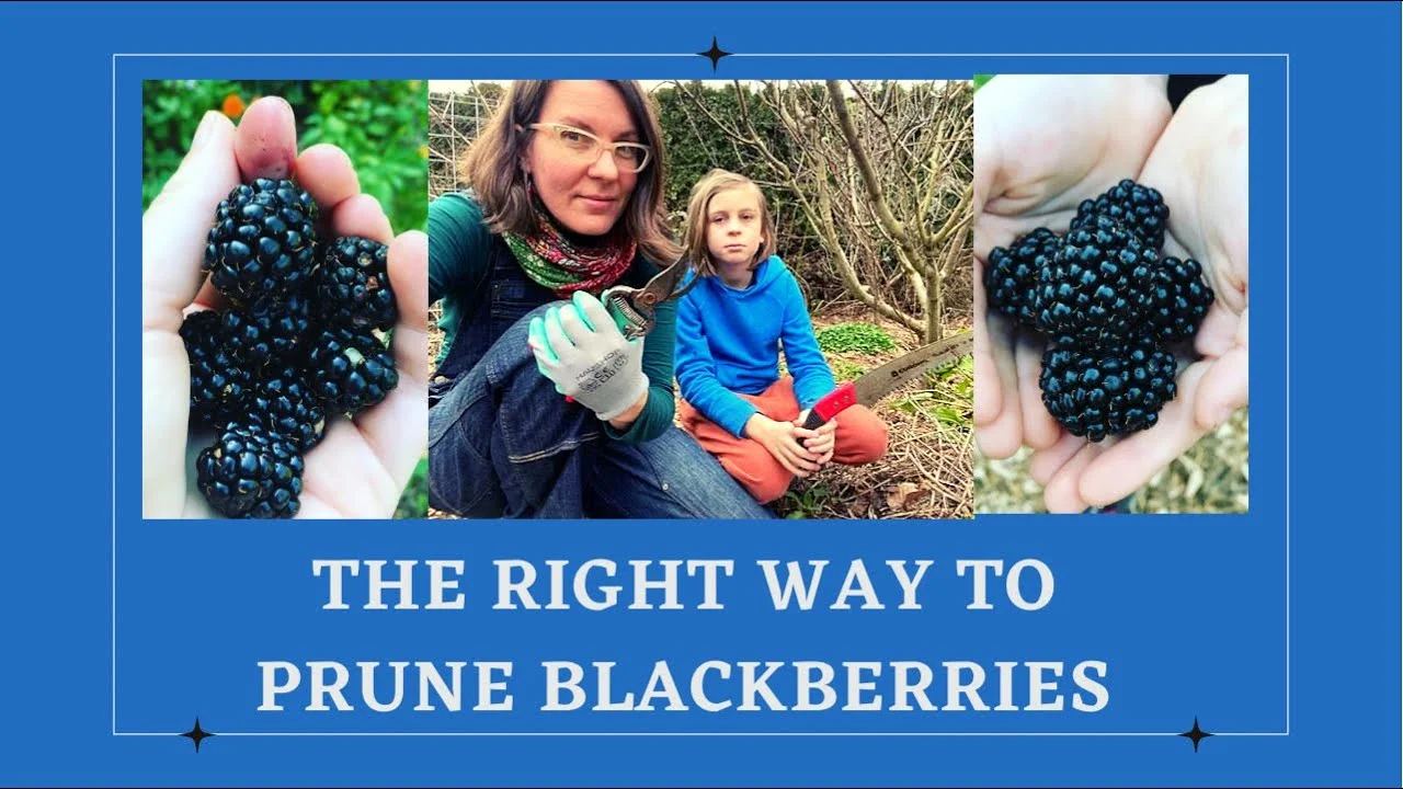 A Step-by-Step Guide to Pruning Blackberries