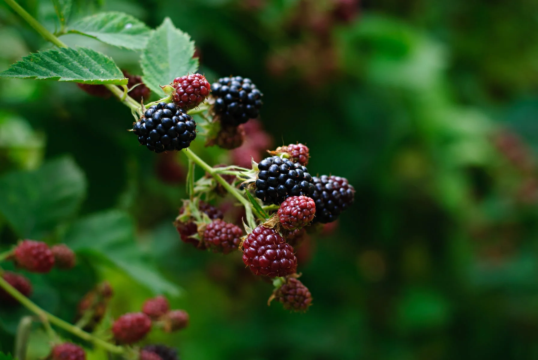 A Step-by-Step Guide to Pruning Blackberries
