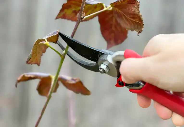 A Step-by-Step Guide to Pruning Blackberries A Step-by-Step Guide to Pruning Blackberries