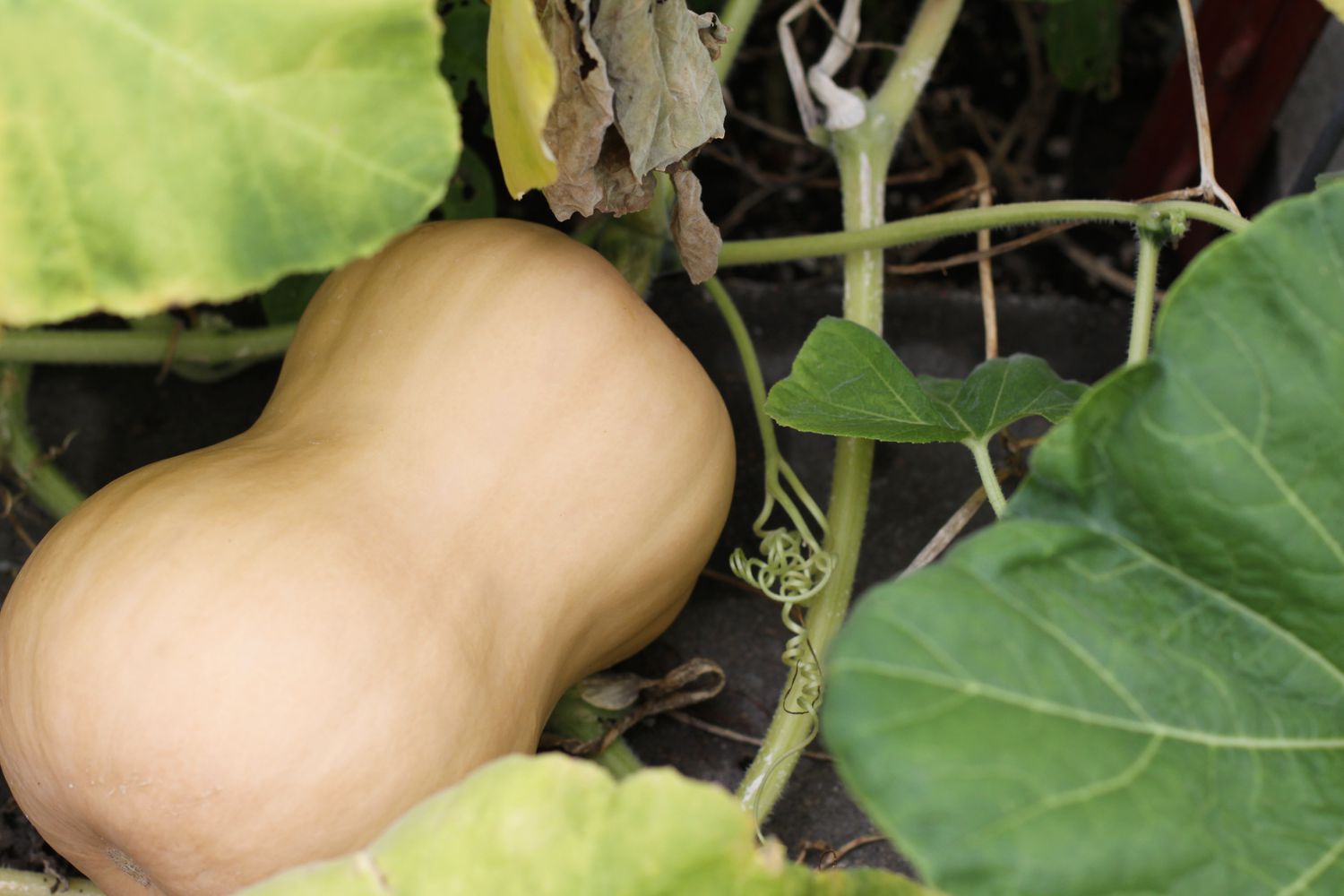 A Step-by-Step Guide to Pruning Butternut Squash