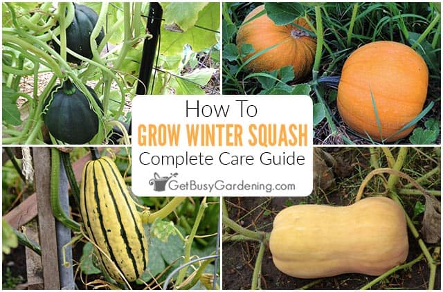 A Step-by-Step Guide to Pruning Butternut Squash