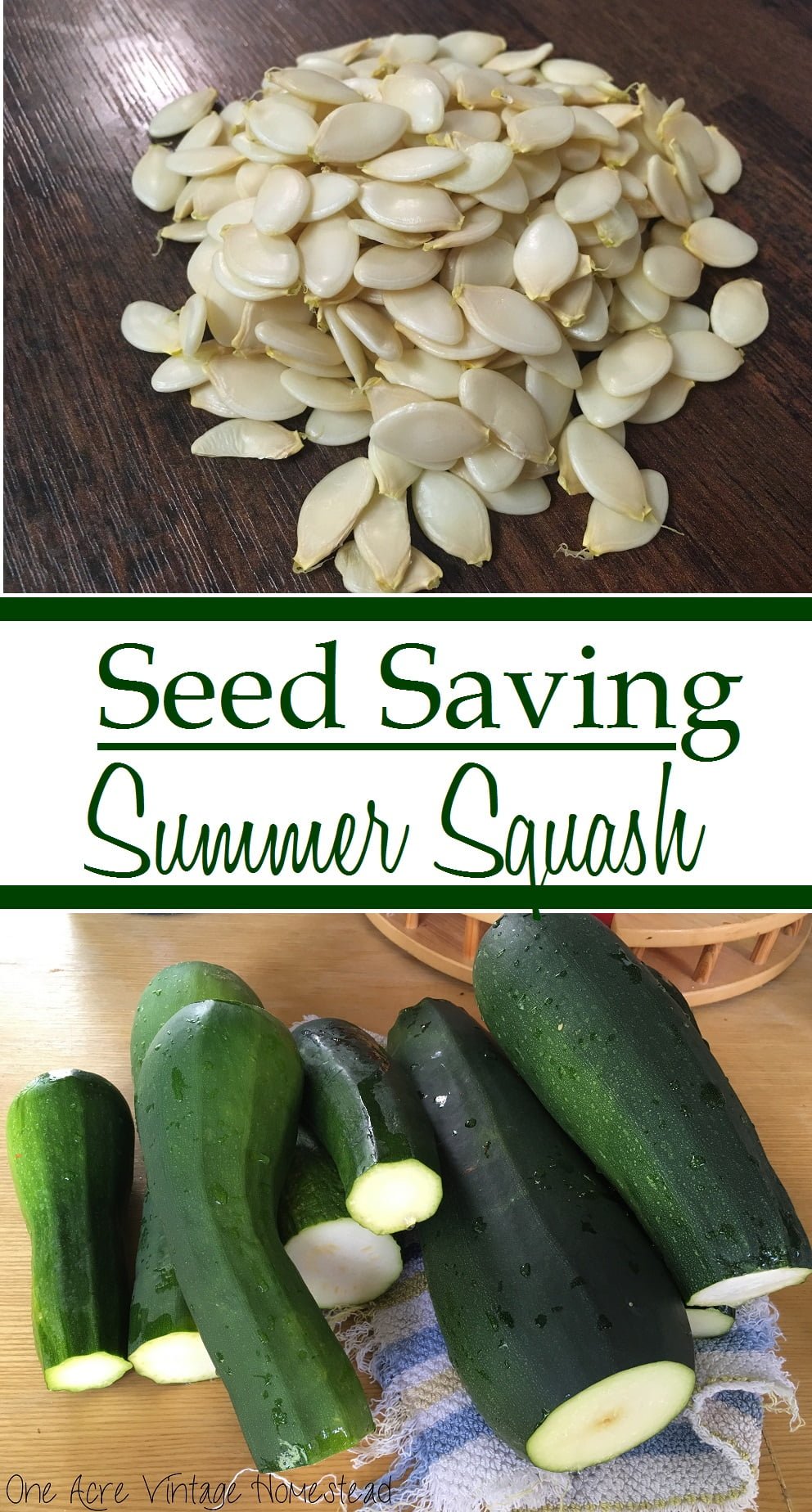 A Step-by-Step Guide to Saving Seeds from Zucchini