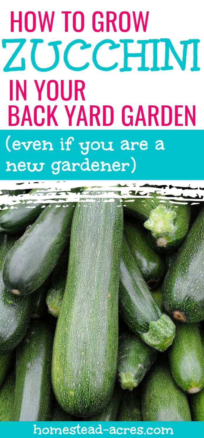 A Step-by-Step Guide to Saving Seeds from Zucchini