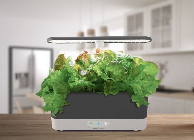 Aerogarden lettuce harvesting tips