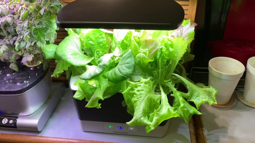 Aerogarden lettuce harvesting tips
