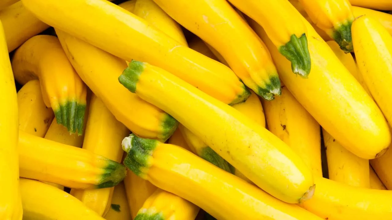 All About Yellow Squash Season