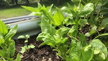 Best Practices for Dealing with Bolting Spinach Best Practices for Dealing with Bolting Spinach