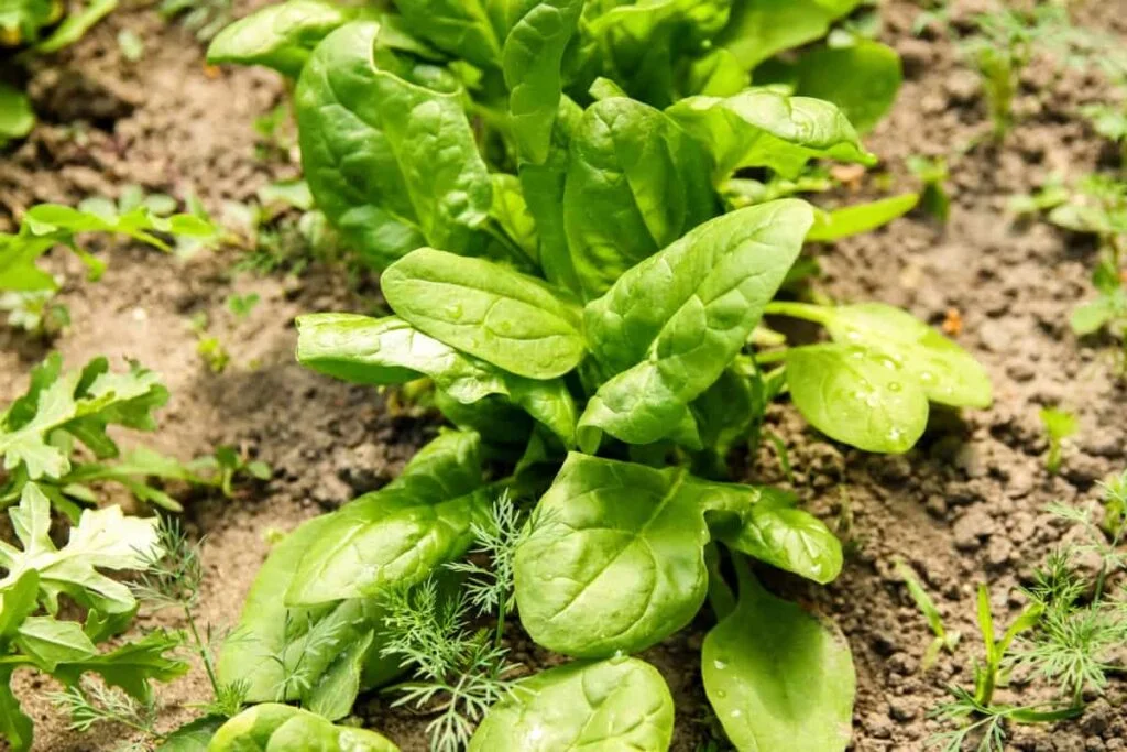 Best Practices for Dealing with Bolting Spinach