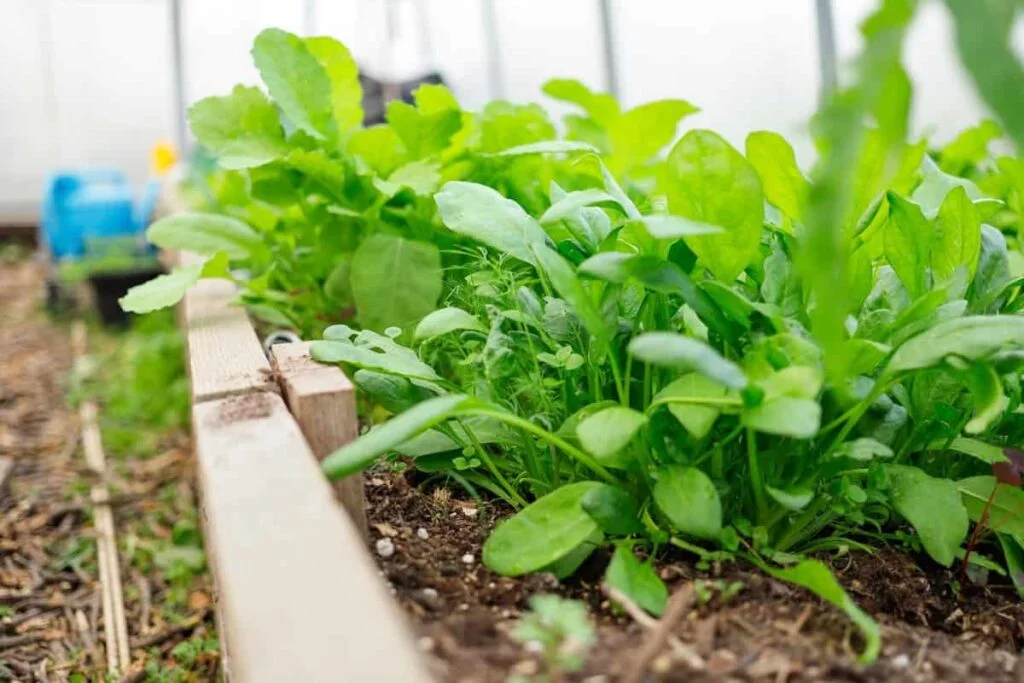 Best Practices for Dealing with Bolting Spinach