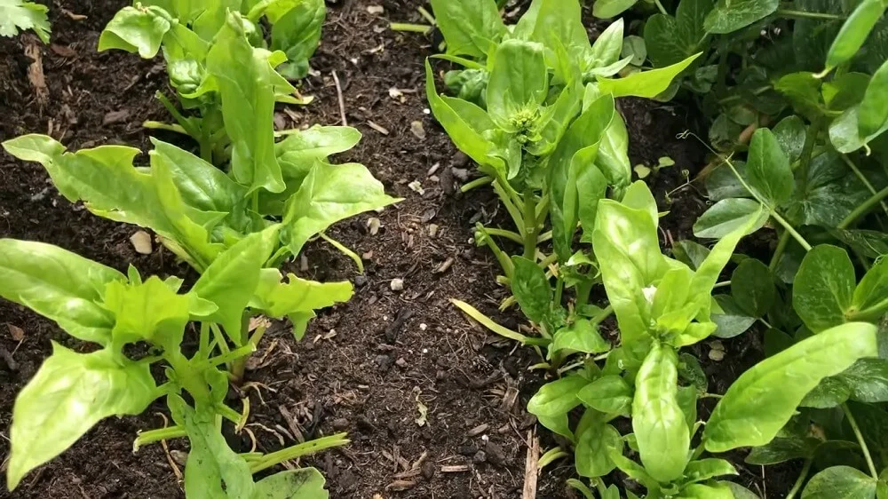 Best Practices for Dealing with Bolting Spinach