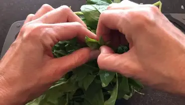 Best Practices for Dealing with Bolting Spinach Best Practices for Dealing with Bolting Spinach