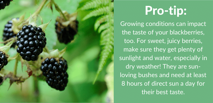 Best Practices for Fertilizing Blackberries Best Practices for Fertilizing Blackberries
