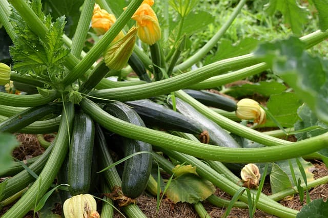 Best Practices for Planting Zucchini Best Practices for Planting Zucchini