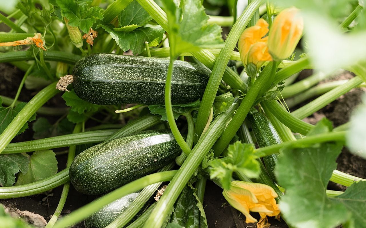 Best Practices for Planting Zucchini Best Practices for Planting Zucchini