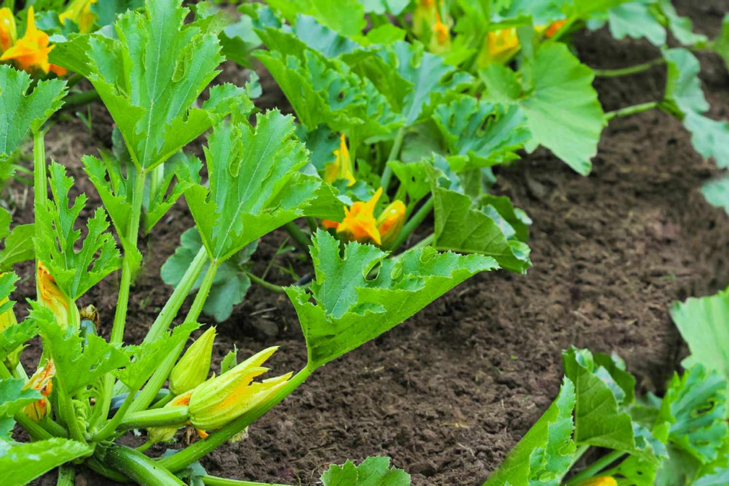 Best Practices for Planting Zucchini Best Practices for Planting Zucchini