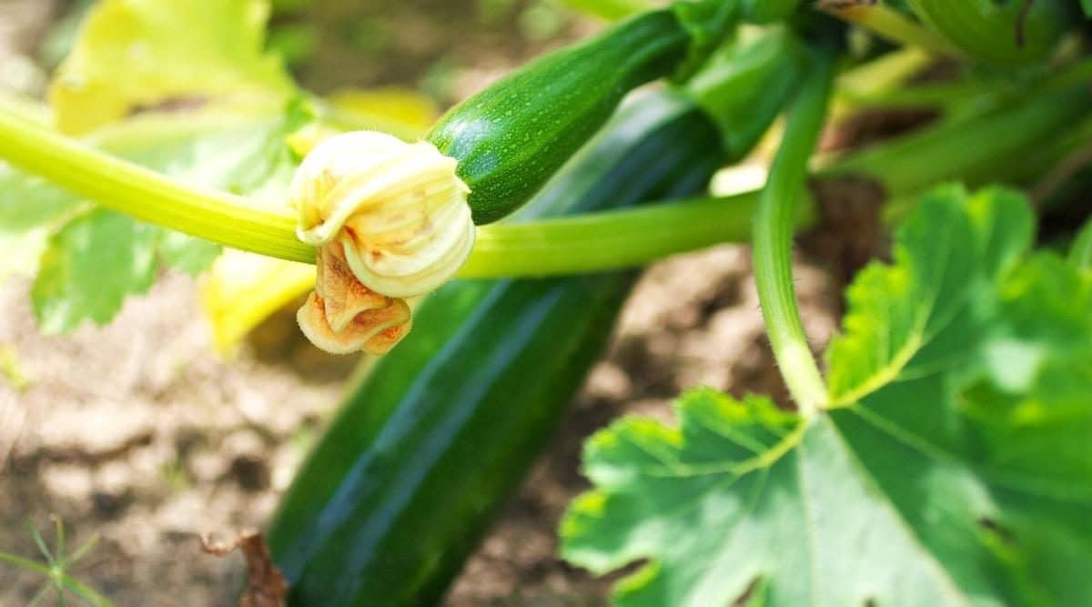 Best Practices for Planting Zucchini Best Practices for Planting Zucchini