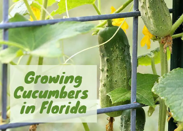 Best Time to Grow Cucumbers in Florida Best Time to Grow Cucumbers in Florida